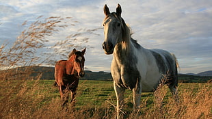 white-black and brown horses HD wallpaper